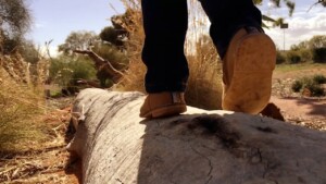 ARID LANDS BOTANIC GARDENS ARID LANDS BOTANIC GARDENS